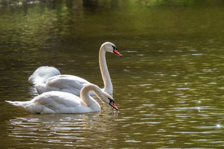 Two graceful white swans swim in the dark water. The mute swan, Cygnus olorの写真素材
