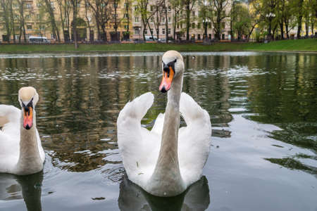 Two graceful white swans swim in the pond in city park. The mute swan, Cygnus olorの写真素材