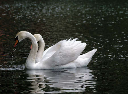 Two graceful white swans swim in the dark water. The mute swan, Cygnus olorの写真素材