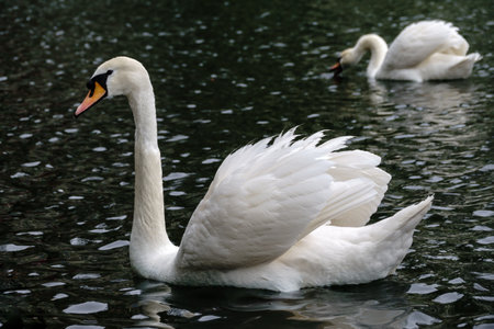 A graceful white swan swimming on a lake with dark water. The white swan is reflected in the water. The mute swan, Cygnus olorの写真素材