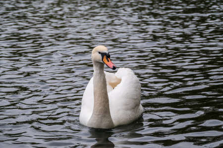 A graceful white swan swimming on a lake with dark water. The white swan is reflected in the water. The mute swan, Cygnus olorの写真素材