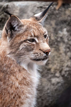 Portrait of The Eurasian lynx close-up. The Eurasian lynx, lat. Lynx lynx, is a medium-sized wild cat occurring from Europe to Central Asia and Siberia.の写真素材