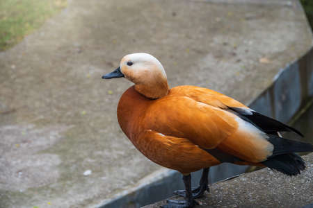 Ruddy shelduck stands on stone pavement, Ruddy shelduck, Tadorna ferruginea. It is waterfowl family of ducks, similar to the common. The bird has a orange-brown plumage with a lighter head.の写真素材