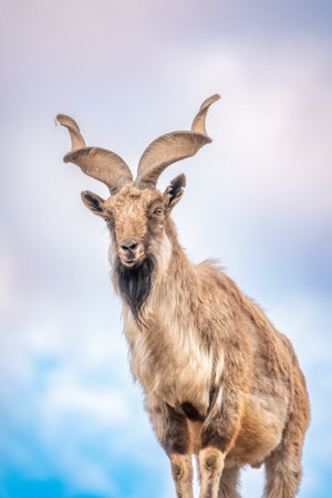 Markhor, Capra falconeri, wild goat native to Central Asia, Karakoram and the Himalayas standing on rock on blue sky background. Males have tightly curled, corkscrew-like horns, up to 160 cm longの写真素材