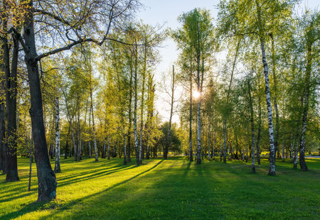 The sun through the trees in the spring park. Beautiful park in spring with bright sun shining through the trees Sun shining through tree.の写真素材