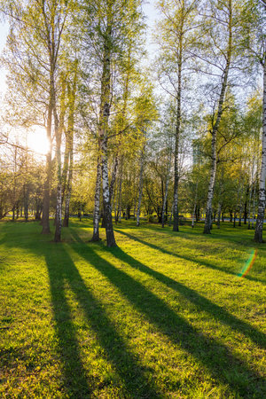 The sun through the trees in the spring park. Beautiful park in spring with bright sun shining through the trees Sun shining through tree.の写真素材
