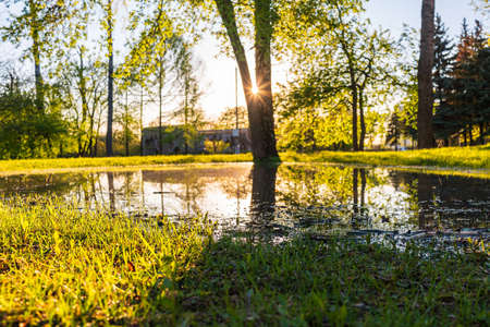 The sun through the trees in the spring park. Beautiful park in spring with bright sun shining through the trees Sun shining through tree.の写真素材