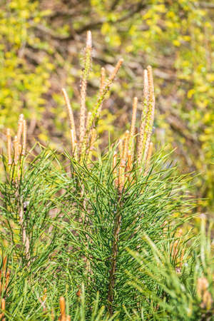 Green small pine trees with fresh shoots in spring or summer. Dense thickets of stunted pines with young branches in the spring in the mountainsの写真素材