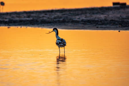 Water bird pied avocet, Recurvirostra avosetta, standing in the water in orange sunset light. The pied avocet is a large black and white wader with long, upturned beak and long, bluish legsの写真素材