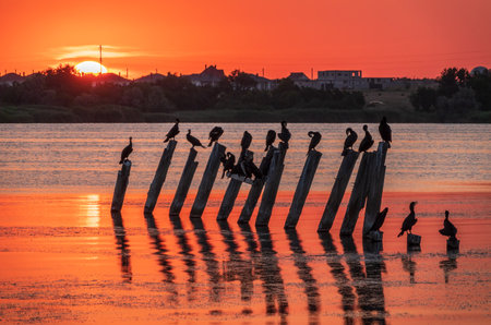 Beautiful red and orange sunset over sea, the sun goes down over sea. Dramatic Sunset Sky. A flock of cormorants sits on old sea pier in orange sunset light. The great cormorant, Phalacrocorax carboの写真素材