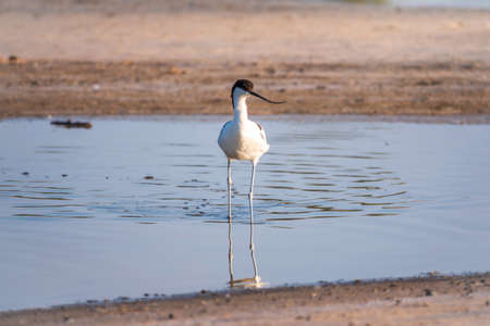 The pied avocet, Recurvirostra avosetta, is a large black and white wader with long, upturned beak and long, bluish legsの写真素材