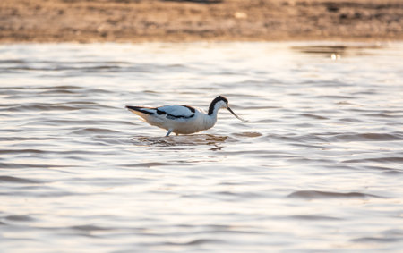 Water bird pied avocet, Recurvirostra avosetta, feeding in the lake. The pied avocet is a large black and white wader with long, upturned beak and long, bluish legsの写真素材