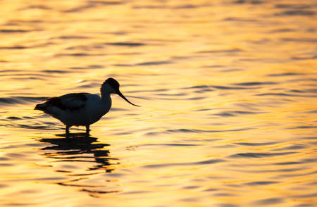 Water bird pied avocet, Recurvirostra avosetta, standing in the water in orange sunset light. The pied avocet is a large black and white wader with long, upturned beak and long, bluish legsの写真素材