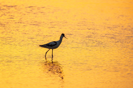 Water bird pied avocet, Recurvirostra avosetta, standing in the water in orange sunset light. The pied avocet is a large black and white wader with long, upturned beak and long, bluish legsの写真素材