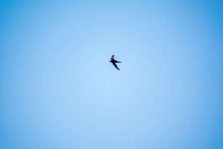 Common Swift, Apus apus, flying with clear blue sky background on a sunny summer day. Fast birds in the summer sky.の写真素材
