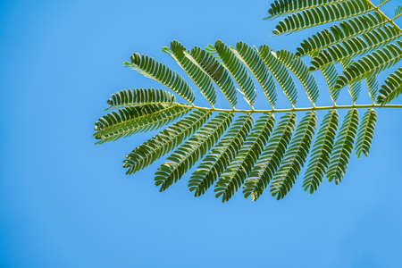 Acacia leaves on the blue sky background in summer sunshine. Selective focus on luscious green acacia leaves against a blue cloudless sky.の写真素材