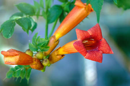 Red flowers of Campsis grandiflora in blossoming during summer. Campsis grandiflora, commonly known as the Chinese trumpet vineの写真素材