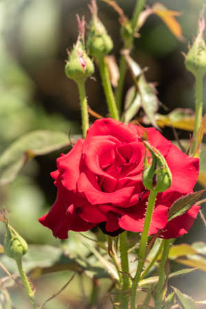 Beautiful red rose flower on a green blurred background. Red rose, garden red rose with blur background,の写真素材