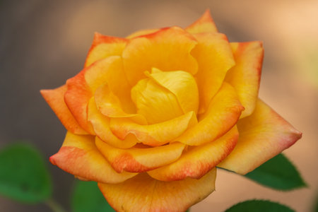 Yellow-red rose on a green blurred background. Copy space background.の写真素材