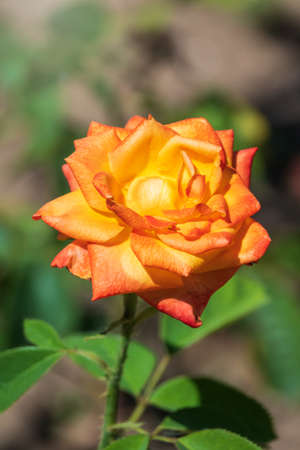 Yellow-red rose on a green blurred background. Copy space background.の写真素材