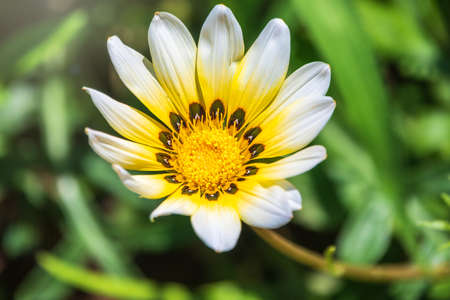 White garden flower Arctotis or Osteospermum with blurry background. White daisybushes, or african daisy. White Osteospermum with yellow centerの写真素材