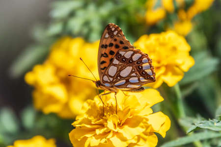 A butterfly, a queen of Spain fritillary, lat. Issoria lathonia, sitting on a yellow flower and drinks nectar with its proboscis. Background with a beautiful butterfly collects nectaron a flower.の写真素材