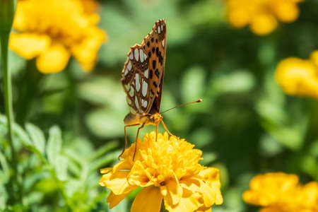 A butterfly, a queen of Spain fritillary, lat. Issoria lathonia, sitting on a yellow flower and drinks nectar with its proboscis. Background with a beautiful butterfly collects nectaron a flower.の写真素材