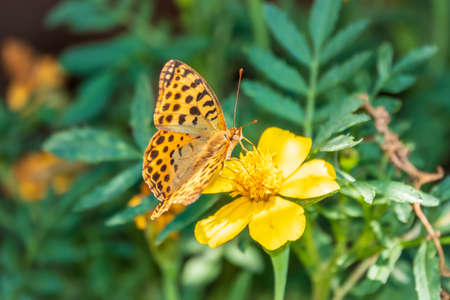 A butterfly, a queen of Spain fritillary, lat. Issoria lathonia, sitting on a yellow flower and drinks nectar with its proboscis. Background with a beautiful butterfly collects nectaron a flower.の写真素材