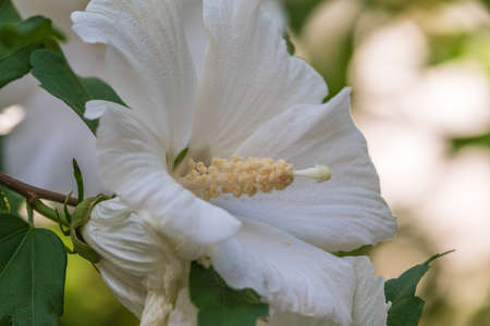 White flowers of Hibiscus grandiflorus, the swamp rosemallow. Close-up of a crimsoneyed rosemallow flowerの写真素材