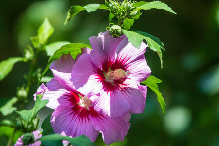 Pink flowers of Hibiscus moscheutos plant close-up. Hibiscus moscheutos, swamp hibiscus, rose mallow hibiscusの写真素材