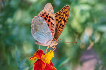 The dark green fritillary butterfly collects nectar on flower. Speyeria aglaja, previously known as Argynnis aglaja is a species of butterfly in the family Nymphalidae.の写真素材