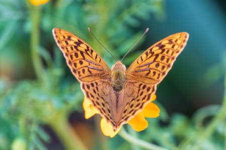 The dark green fritillary butterfly collects nectar on flower. Speyeria aglaja, previously known as Argynnis aglaja is a species of butterfly in the family Nymphalidae.の写真素材