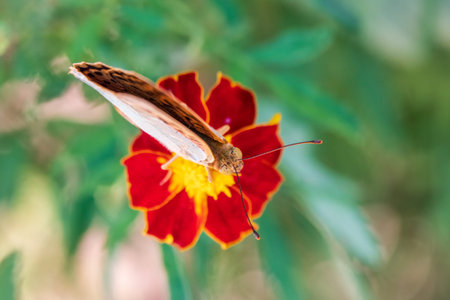 The dark green fritillary butterfly collects nectar on flower. Speyeria aglaja, previously known as Argynnis aglaja is a species of butterfly in the family Nymphalidae.の写真素材