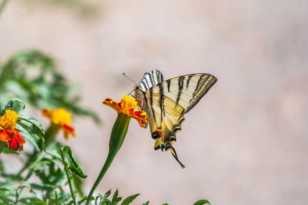 Beautiful Butterfly Scarce Swallowtail, Sail Swallowtail, Pear-tree Swallowtail, Podalirius. Butterfly sailboats family Papilionidae. Latin Iphiclides podaliriu. Butterfly collects nectar on flowerの写真素材