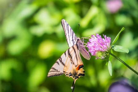 Beautiful Butterfly Scarce Swallowtail, Sail Swallowtail, Pear-tree Swallowtail, Podalirius. Butterfly sailboats family Papilionidae. Latin Iphiclides podaliriu. Butterfly collects nectar on flowerの写真素材