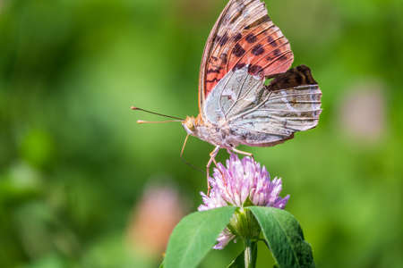 The dark green fritillary butterfly collects nectar on flower. Speyeria aglaja, previously known as Argynnis aglaja is a species of butterfly in the family Nymphalidae.の写真素材