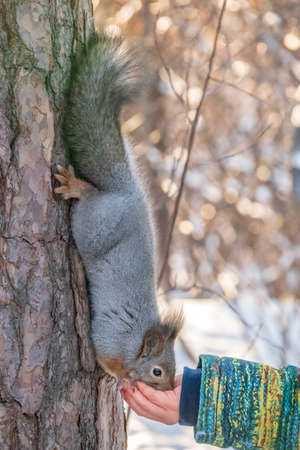 A little child in winter feeds a squirrel with a nut. Cute little boy feeding squirrel at winter parkの写真素材