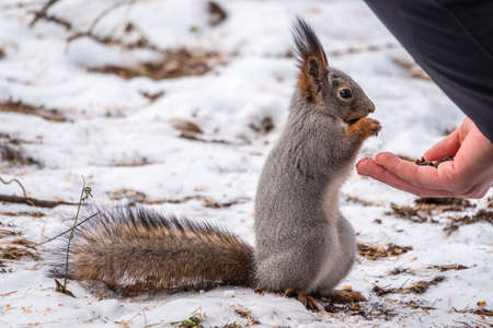 Squirrel in the winter eating nuts from a man's hand. Caring for animals in winter or autumn. Eurasian red squirrel, Sciurus vulgarisの写真素材