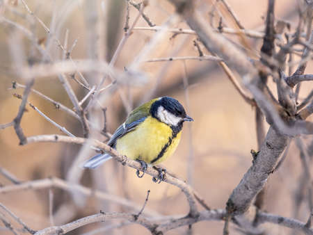 Cute bird Great tit, songbird sitting on a branch without leaves in the autumn or winter. Parus majorの写真素材