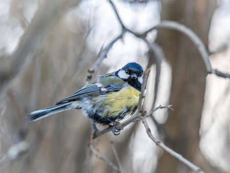 Cute bird Great tit, songbird sitting on a branch without leaves in the autumn or winter. Parus majorの写真素材