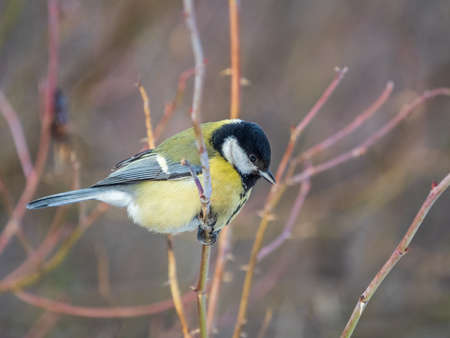 Cute bird Great tit, songbird sitting on a branch without leaves in the autumn or winter. Parus majorの写真素材