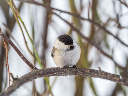 Cute bird The willow tit, song bird sitting on a branch without leaves in the winter. Willow tit perching on tree in winter. The willow tit, lat. Poecile montanus.の写真素材