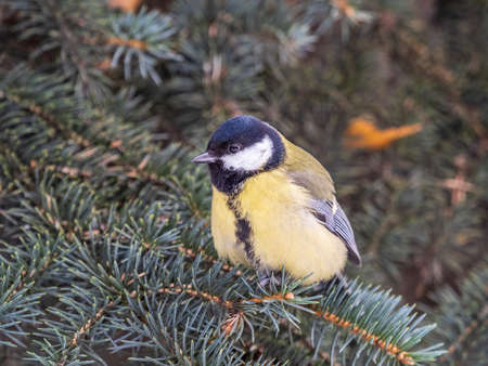Cute bird Great tit, songbird sitting on the nice fir branch. Parus majorの写真素材