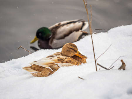 Yellow colored Mallard female Duck on the white snow background. Animal polymorphism. Portrait of a female of duck on the snow. Mallard, lat. Anas platyrhynchos, femaleの写真素材