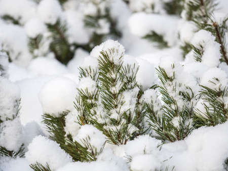 Green young pine trees covered in white snow. Winter natural background.の写真素材