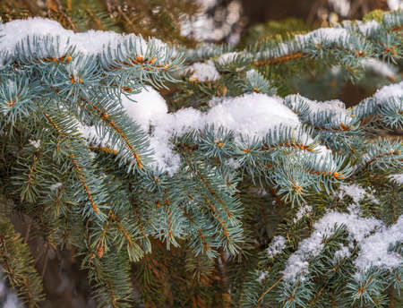 Green fir branches in winter covered with snow. Branches of fir tree as background, closeup. Christmas backgroundの写真素材