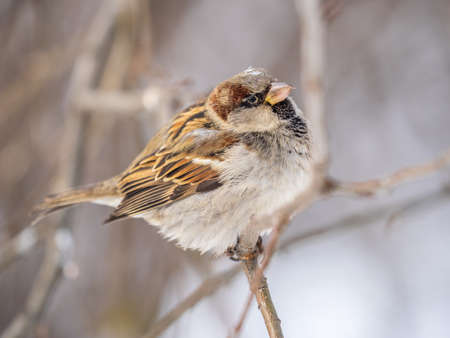 Sparrow sits on a branch without leaves. Sparrow on a branch in the autumn or winterの写真素材