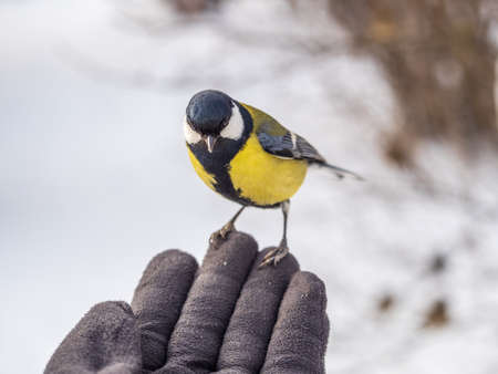 A tit sits on a man's hand and eats seeds. Taking care of birds in winter.の写真素材