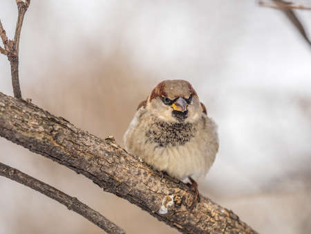 Sparrow sits on a branch without leaves. Sparrow on a branch in the autumn or winterの写真素材