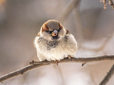 Sparrow sits on a branch without leaves. Sparrow on a branch in the autumn or winterの写真素材